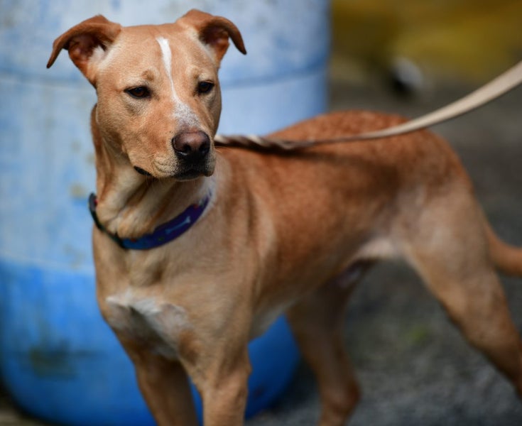 Simba - happy, gentle 7 months old Hungarian Vizsla x, people and dogs friendly Carousel 1