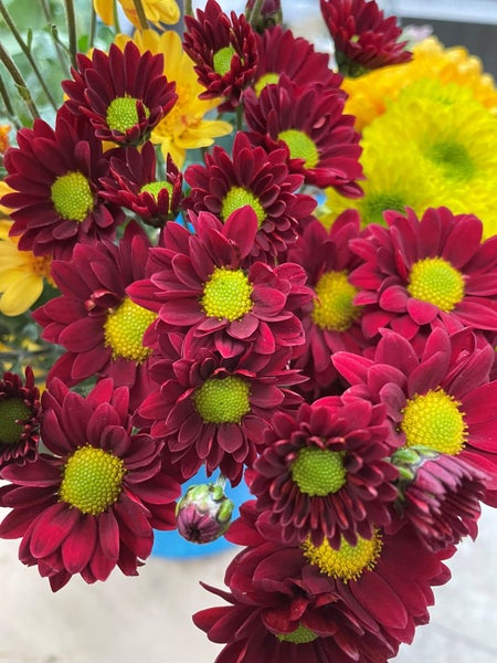 Chrysanthemum Rosso Red Carousel 2