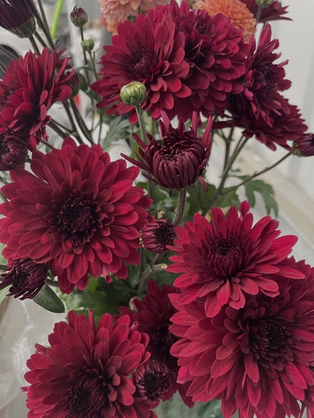 Chrysanthemum Maroon Spray Carousel 2
