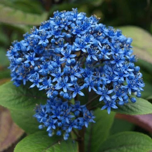 Dichroa Blue Sapphires evergreen hydrangea superb blue flowers summer and autumn Carousel 1