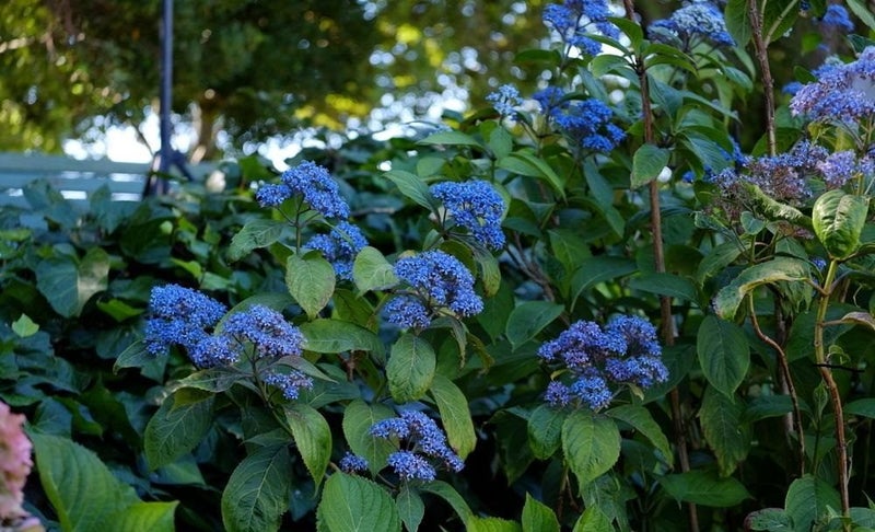 Dichroa Blue Sapphires evergreen hydrangea superb blue flowers summer and autumn Carousel 2