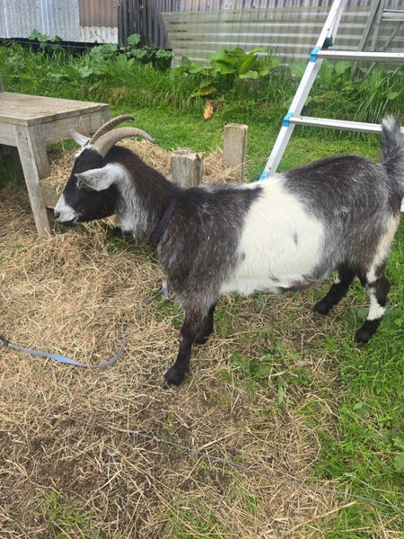 POE the Goat Carousel 1