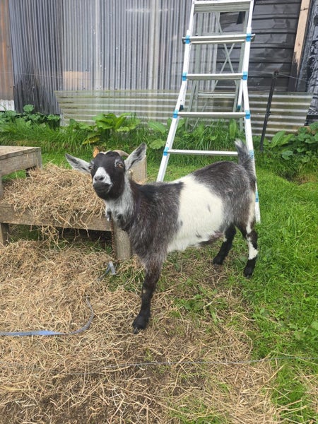 POE the Goat Carousel 2