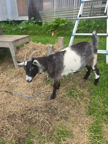 POE the Goat Carousel 3