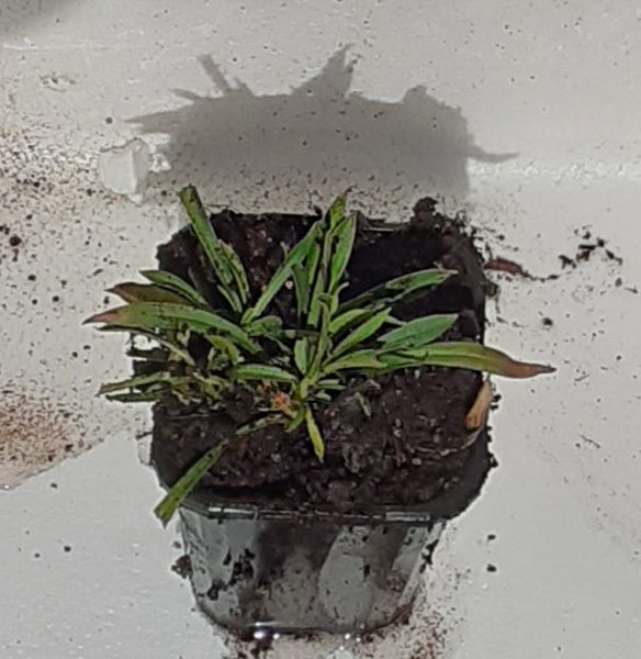 Lychnis viscaria Snowbird tufted to mat-forming white flowering perennial Carousel 2