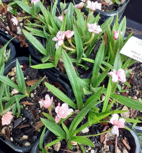 Rhodohypoxis Hope double pink flowers potted perennial rockery or pots Carousel 1