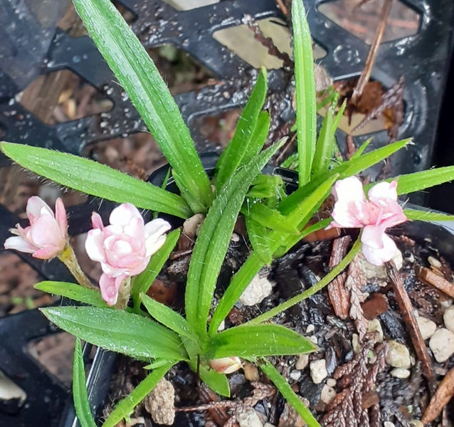 Rhodohypoxis Hope double pink flowers potted perennial rockery or pots Carousel 2