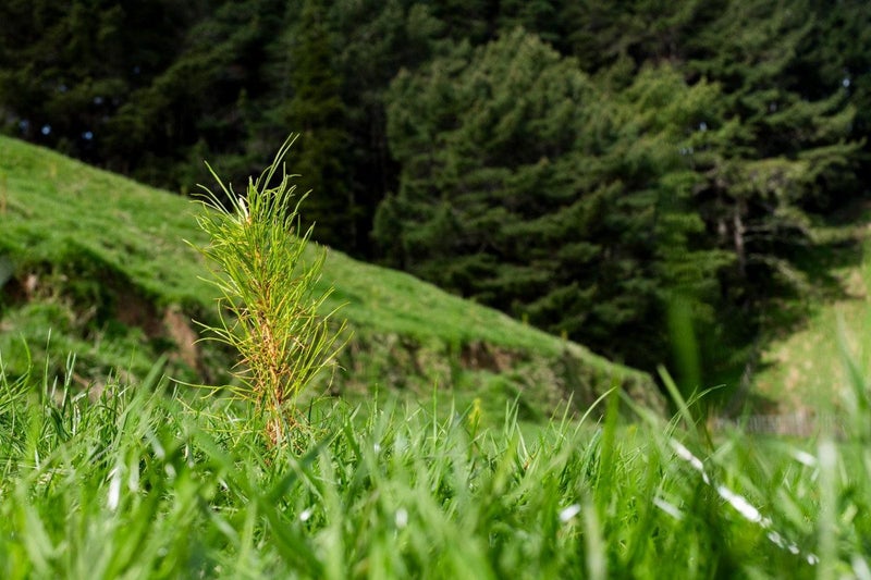 Merlo Forest63998822178179112