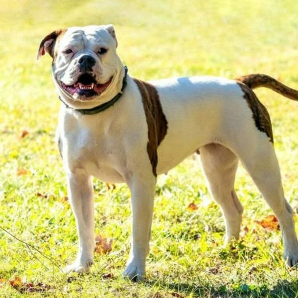 French Bull Mastiff x American Bulldog x Bully Carousel 9