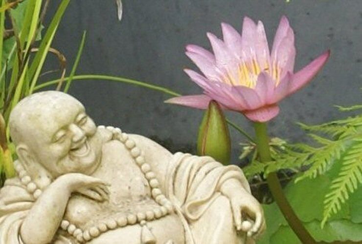 Nymphaea Sp. Lotus, 50 x Seeds, Pink ,Blue, White ***NEW SEASONS*** Carousel 1