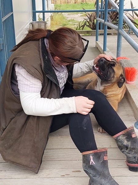 Missy the Boxer X Gisborne Pound Dog Carousel 1