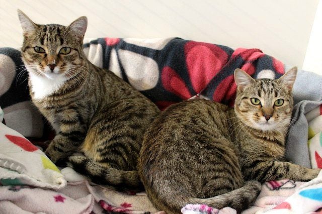 Cats Protection Canterbury - Phoenix and Kyro Carousel 1