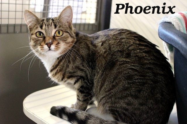 Cats Protection Canterbury - Phoenix and Kyro Carousel 2
