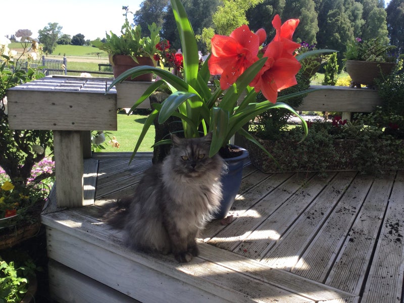 Persian/ragdoll Carousel 1
