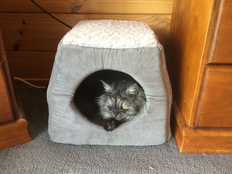 Persian/ragdoll Carousel 2