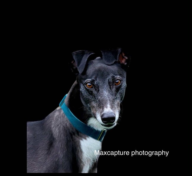 Olive: Tiny Tripaw, Big Heart Carousel 2