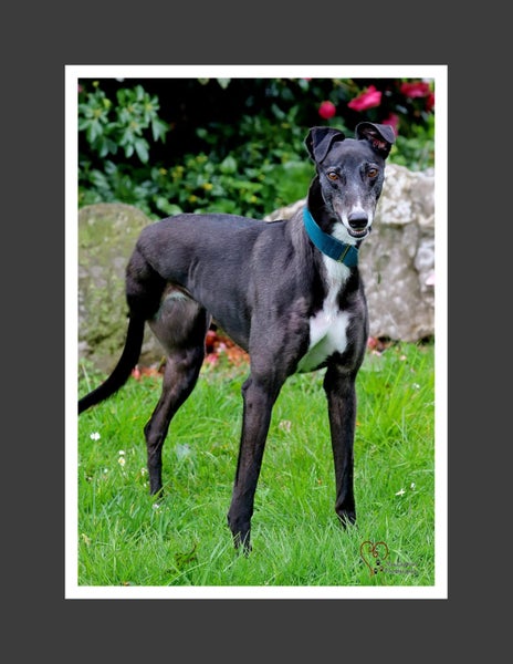 Olive: Tiny Tripaw, Big Heart Carousel 1