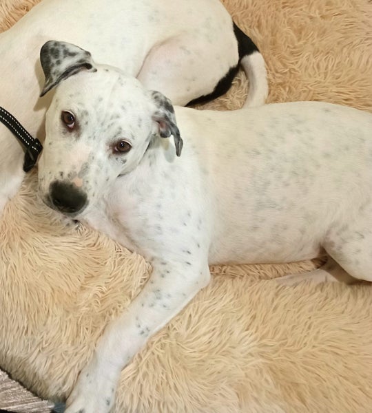 Lily - 4 months, Good with Other Dogs and Cats Carousel 1