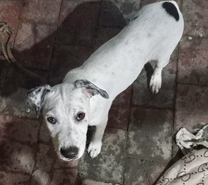Lily - 4 months, Good with Other Dogs and Cats Carousel 2