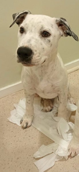 Lily - 4 months, Good with Other Dogs and Cats Carousel 3