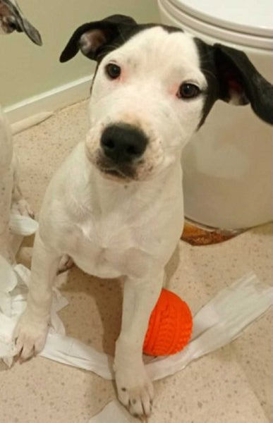 Luna - 4 months, Good with Other Dogs and Cats Carousel 1