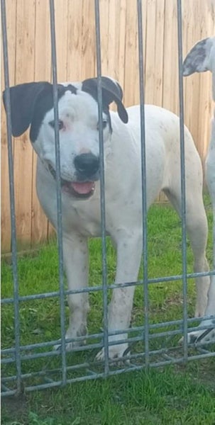 Luna - 4 months, Good with Other Dogs and Cats Carousel 2