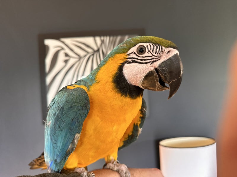 Complete Ski Set – Atomic Redster Skis, Nordica Boots & Full Gear Included Carousel 8