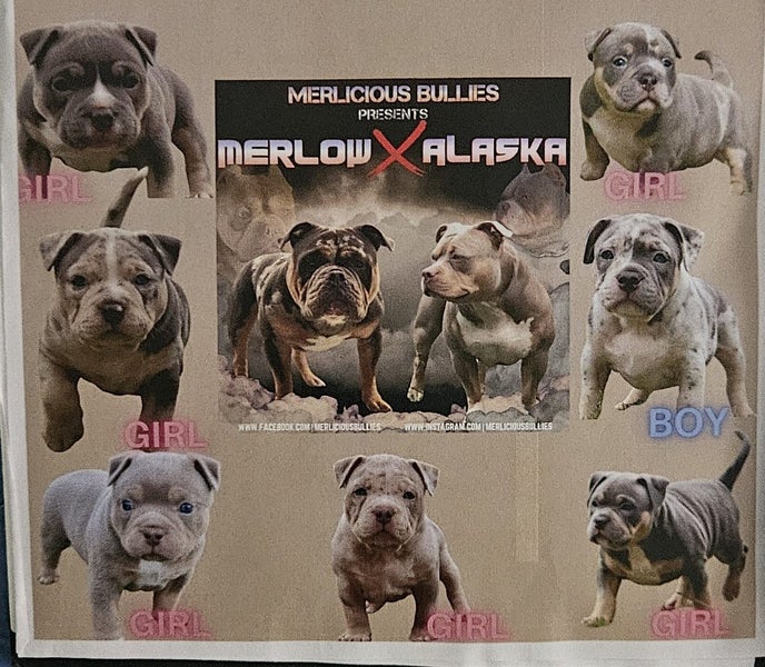 American Pocket Bully mixed breed Carousel 1