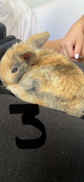 Pure Bread Mini Lop Kits Carousel 10