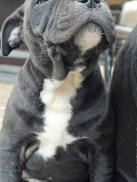 English staffy puppies Carousel 8