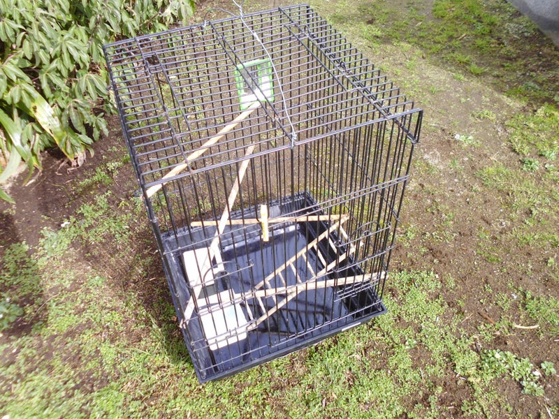 birdcage ---- small parrot Carousel 1