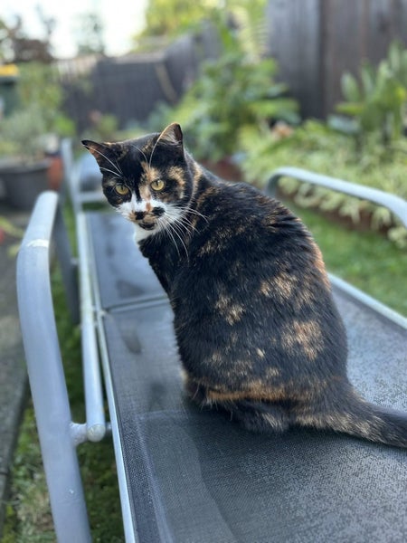Georgia Girl - Domestic Short Hair Cat Free to Good Home Carousel 2