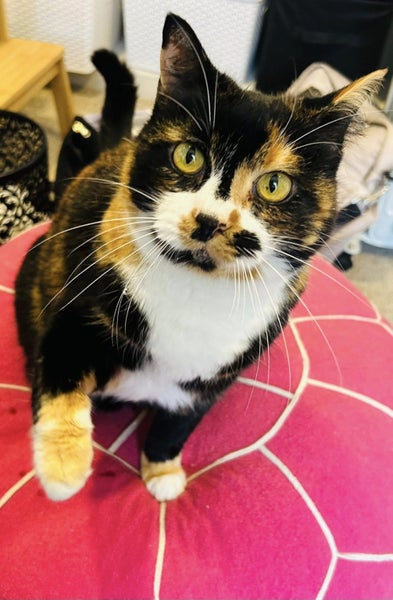 Georgia Girl - Domestic Short Hair Cat Free to Good Home Carousel 1