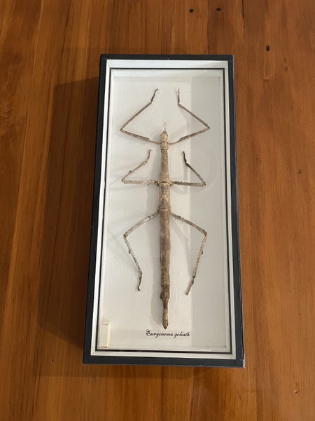 Giant Stick Insect (Eurycnema goliath) - Taxidermy/Mounted Carousel 1