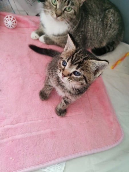 Sweet Kittens Carousel 2