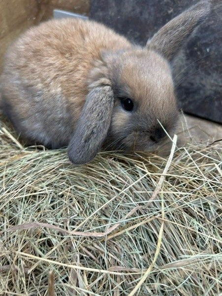 purebred Baby minilop rabbits Carousel 2