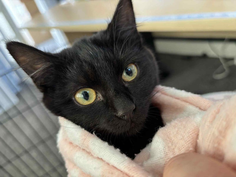 Herlinda: The Quiet Queen of Cuddles - Cat Care Rangiora Carousel 1
