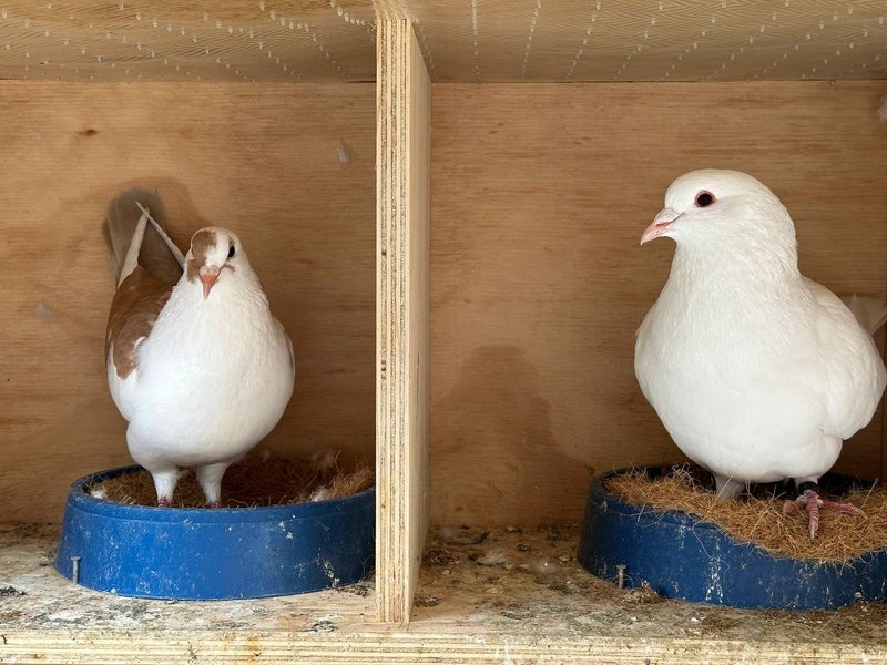Giant Pigeon Carousel 1