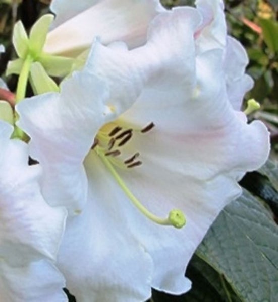 Rhododendron Nutallii x Lindley white tinged flowers Carousel 1