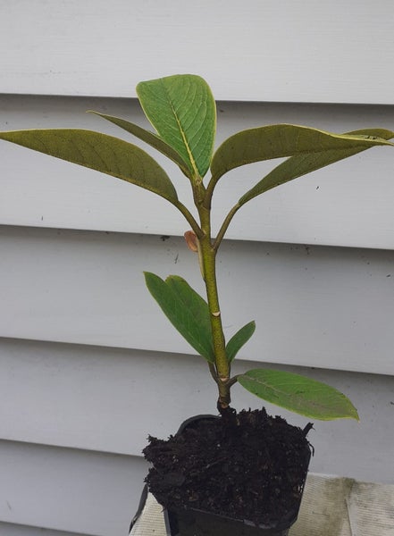 Rhododendron Nutallii x Lindley white tinged flowers Carousel 3