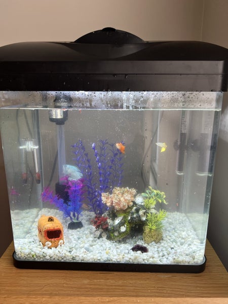 Aquarium 135 litre All Pet Aqua +7 tropical fish Carousel 2