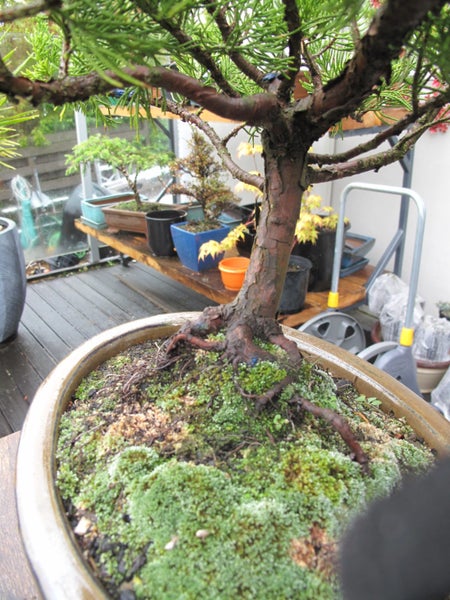 Bonsai Carousel 1