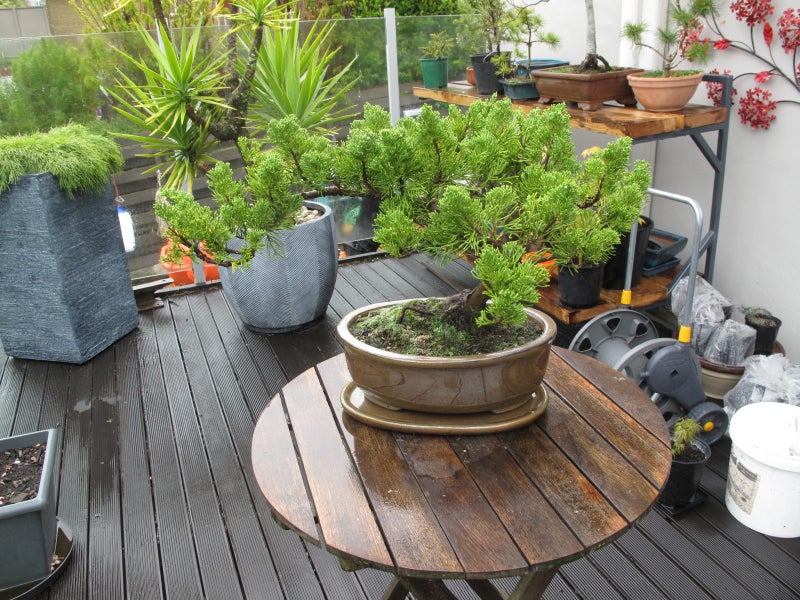 Bonsai Carousel 2