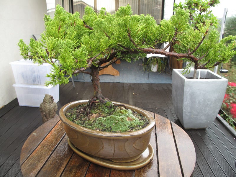 Bonsai64032595542913112