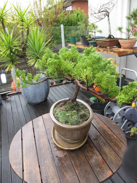 Bonsai Carousel 5