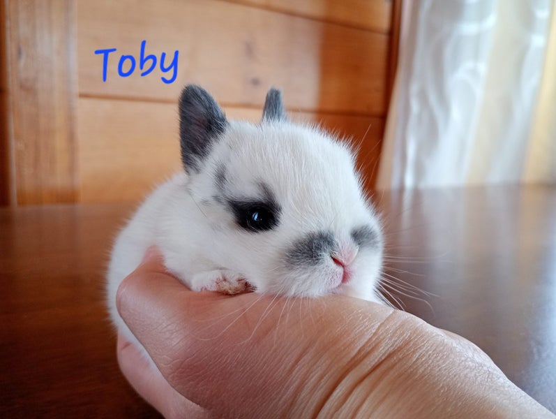 Netherland Dwarf/Mini Lop Rabbit Carousel 1