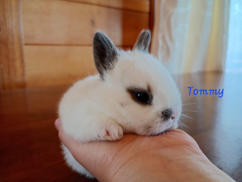 Netherland Dwarf/Mini Lop Rabbit Carousel 9