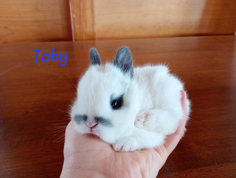 Netherland Dwarf/Mini Lop Rabbit Carousel 2