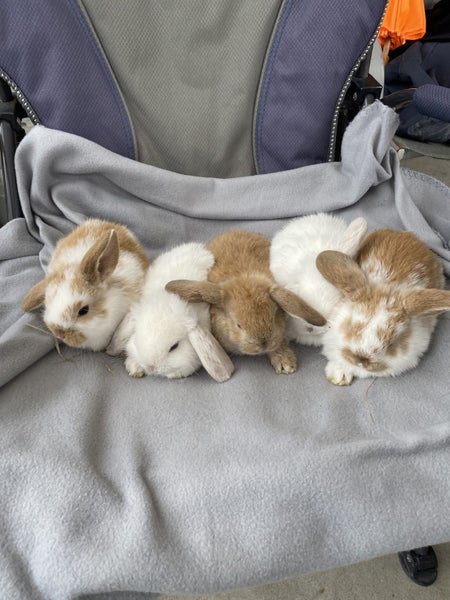 Minilop rabbits Carousel 7