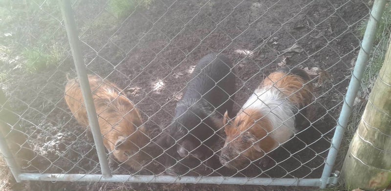 Kune kune pigs Carousel 1